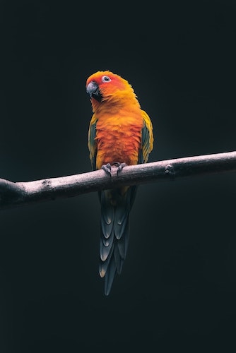 A picture of one parrot on a tree branch.
