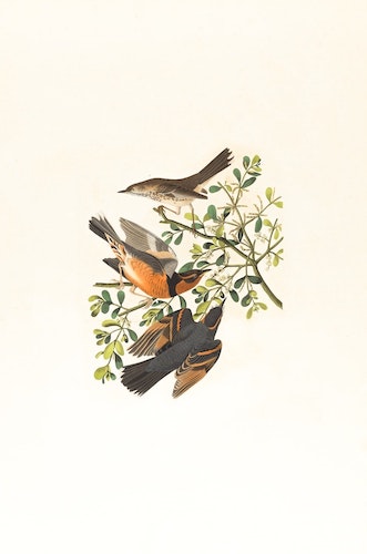 A drawing of three birds circling around small branches and leaves.