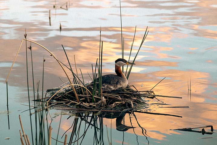 A duck sitting on green shrubs in a pond.